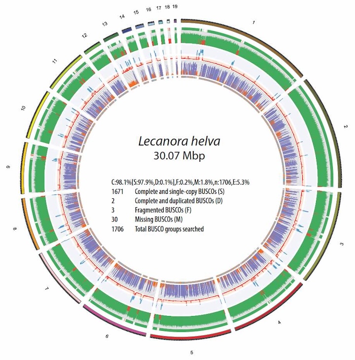 Lecanora genome