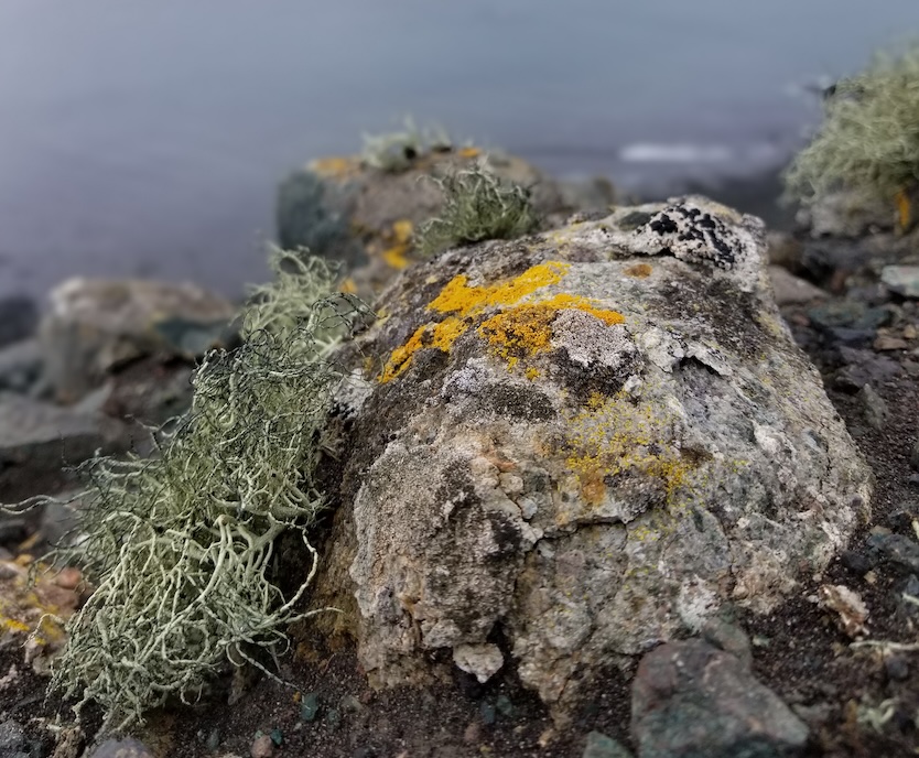 Usnea